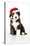 Bearded Collie Puppy Sitting Wearing Christmas Hat-null-Stretched Canvas