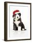 Bearded Collie Puppy Sitting Wearing Christmas Hat-null-Framed Photographic Print