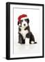 Bearded Collie Puppy Sitting Wearing Christmas Hat-null-Framed Photographic Print