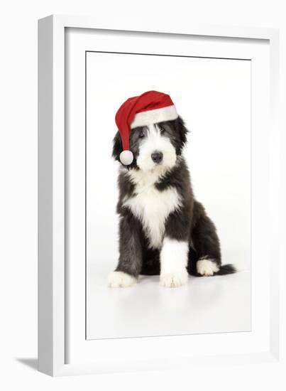 Bearded Collie Puppy Sitting Wearing Christmas Hat-null-Framed Photographic Print