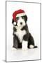 Bearded Collie Puppy Sitting Wearing Christmas Hat-null-Mounted Photographic Print