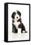 Bearded Collie Puppy Sitting-null-Framed Stretched Canvas