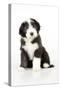 Bearded Collie Puppy Sitting-null-Stretched Canvas