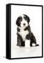 Bearded Collie Puppy Sitting-null-Framed Stretched Canvas