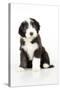 Bearded Collie Puppy Sitting-null-Stretched Canvas