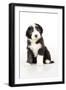 Bearded Collie Puppy Sitting-null-Framed Photographic Print