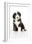 Bearded Collie Puppy Sitting-null-Framed Photographic Print