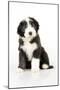 Bearded Collie Puppy Sitting-null-Mounted Photographic Print