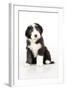 Bearded Collie Puppy Sitting-null-Framed Photographic Print