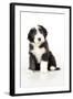 Bearded Collie Puppy Sitting-null-Framed Photographic Print