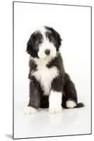 Bearded Collie Puppy Sitting-null-Mounted Photographic Print