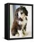 Bearded Collie Puppy-Jim Craigmyle-Framed Stretched Canvas