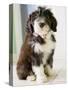 Bearded Collie Puppy-Jim Craigmyle-Stretched Canvas