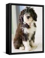 Bearded Collie Puppy-Jim Craigmyle-Framed Stretched Canvas
