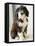 Bearded Collie Puppy-Jim Craigmyle-Framed Stretched Canvas