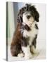 Bearded Collie Puppy-Jim Craigmyle-Stretched Canvas