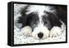 Bearded Collie Puppy-null-Framed Stretched Canvas