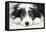 Bearded Collie Puppy-null-Framed Stretched Canvas