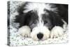 Bearded Collie Puppy-null-Stretched Canvas