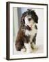 Bearded Collie Puppy-Jim Craigmyle-Framed Photographic Print