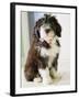 Bearded Collie Puppy-Jim Craigmyle-Framed Photographic Print
