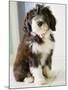 Bearded Collie Puppy-Jim Craigmyle-Mounted Photographic Print