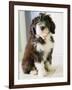 Bearded Collie Puppy-Jim Craigmyle-Framed Photographic Print