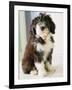 Bearded Collie Puppy-Jim Craigmyle-Framed Photographic Print