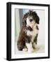 Bearded Collie Puppy-Jim Craigmyle-Framed Photographic Print