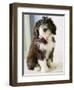 Bearded Collie Puppy-Jim Craigmyle-Framed Photographic Print