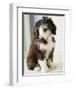 Bearded Collie Puppy-Jim Craigmyle-Framed Photographic Print