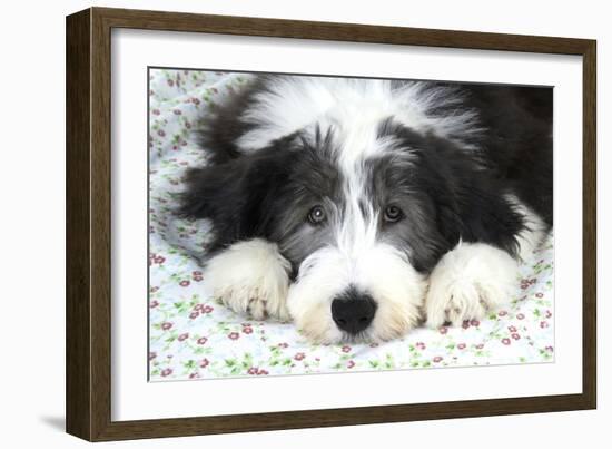 Bearded Collie Puppy-null-Framed Photographic Print