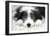 Bearded Collie Puppy-null-Framed Photographic Print