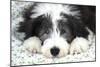 Bearded Collie Puppy-null-Mounted Photographic Print