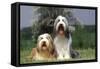 Bearded Collie Two-null-Framed Stretched Canvas