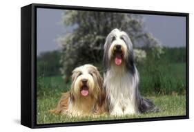 Bearded Collie Two-null-Framed Stretched Canvas
