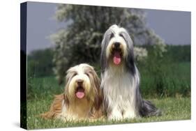 Bearded Collie Two-null-Stretched Canvas