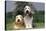 Bearded Collie Two-null-Stretched Canvas