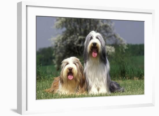 Bearded Collie Two-null-Framed Photographic Print