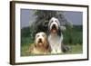 Bearded Collie Two-null-Framed Photographic Print