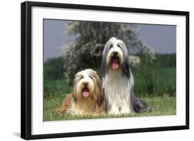 Bearded Collie Two-null-Framed Photographic Print