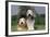 Bearded Collie Two-null-Framed Photographic Print