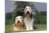 Bearded Collie Two-null-Mounted Photographic Print