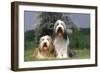 Bearded Collie Two-null-Framed Photographic Print