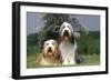 Bearded Collie Two-null-Framed Photographic Print