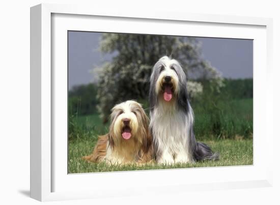 Bearded Collie Two-null-Framed Photographic Print