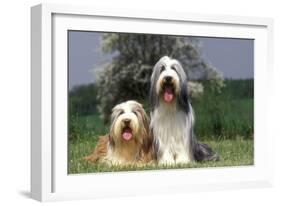 Bearded Collie Two-null-Framed Photographic Print