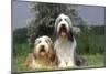 Bearded Collie Two-null-Mounted Photographic Print