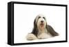 Bearded Collie-null-Framed Stretched Canvas