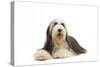 Bearded Collie-null-Stretched Canvas